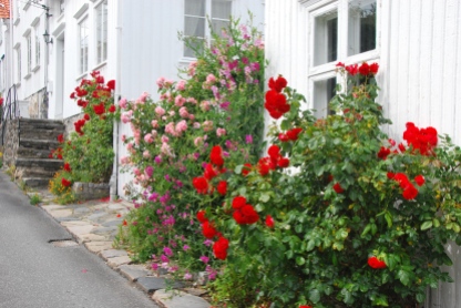 Blumenpracht in Risør (Foto Helga Ehrecke)